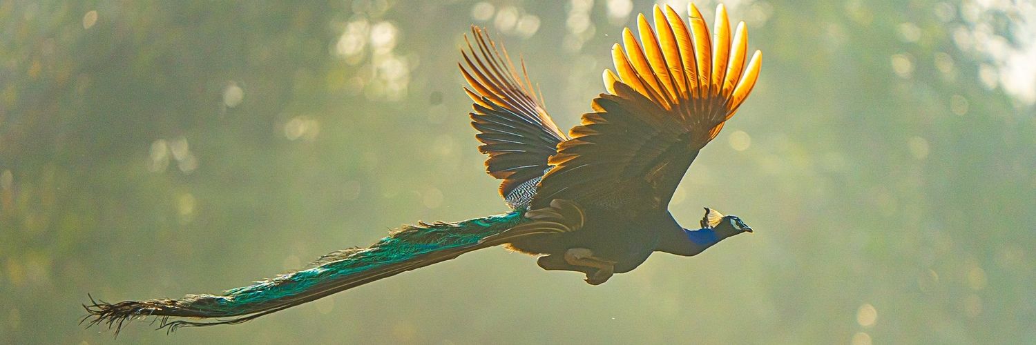 BadalaguNee's profile banner image