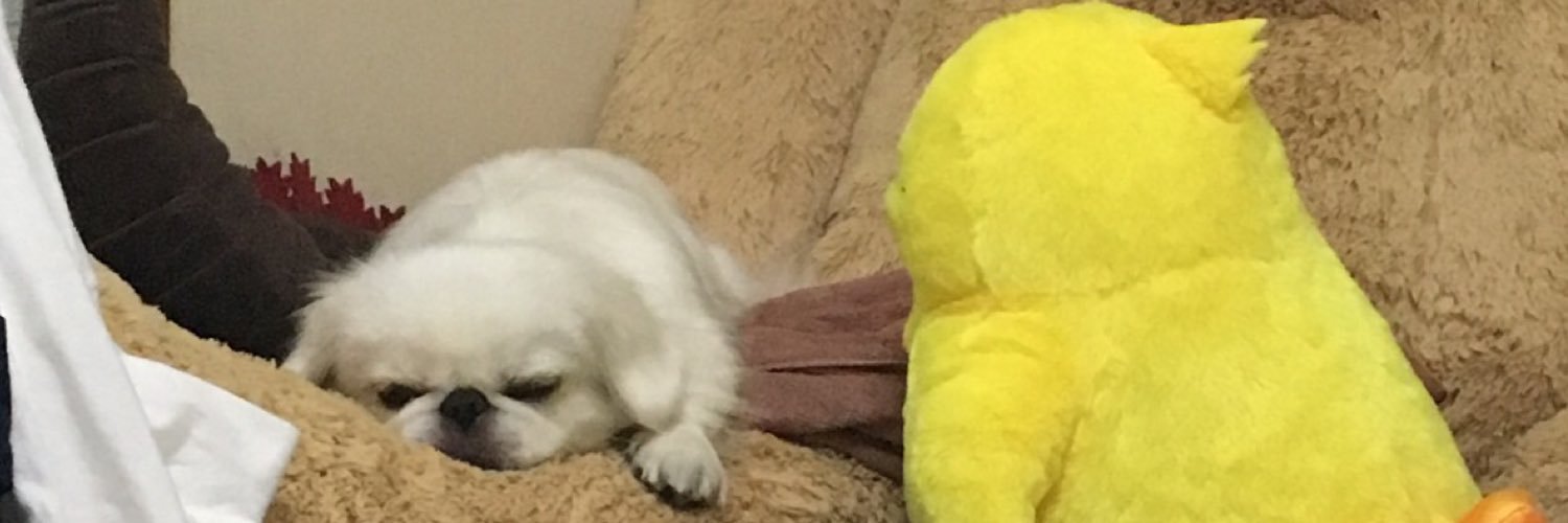 teddybear0816's profile banner image