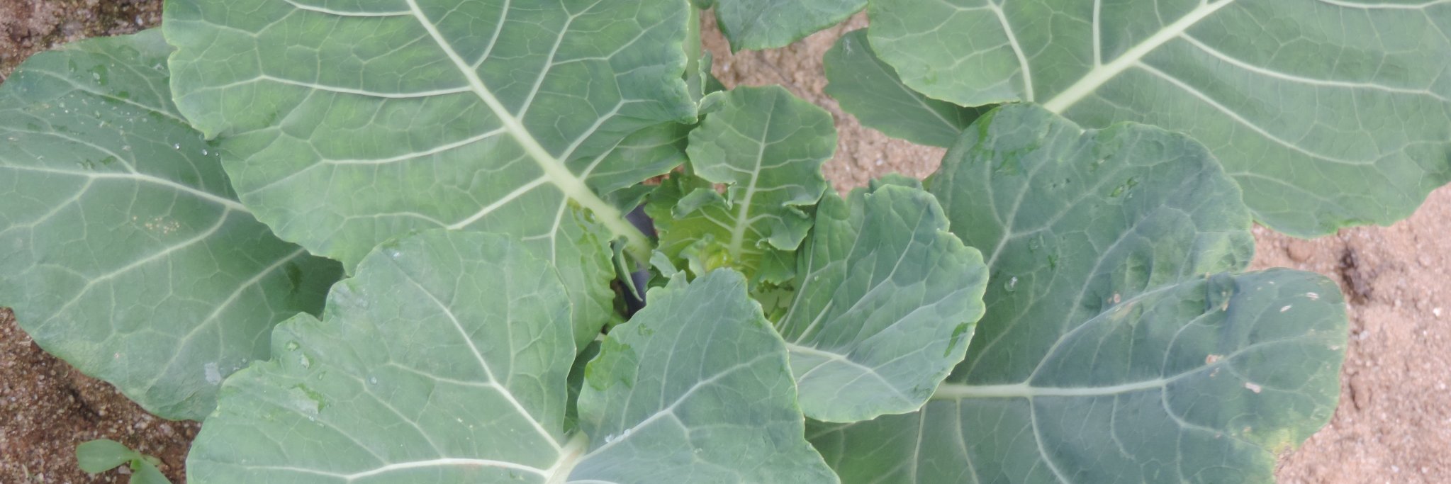 AFERIA Project banner