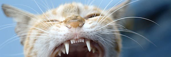 crypto_puss's profile banner image