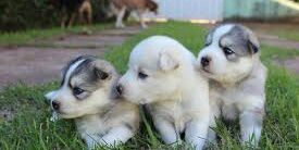 Dewi Ayuningtyas AW. banner