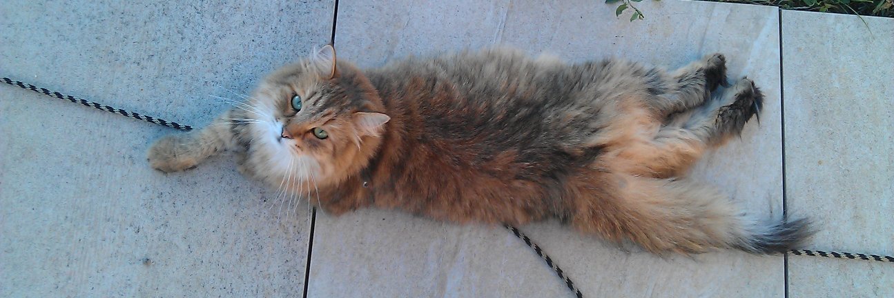 Mária Gondová banner