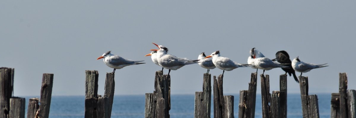 Marco de Niet banner