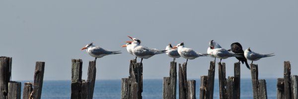 marcodeniet Profile Banner