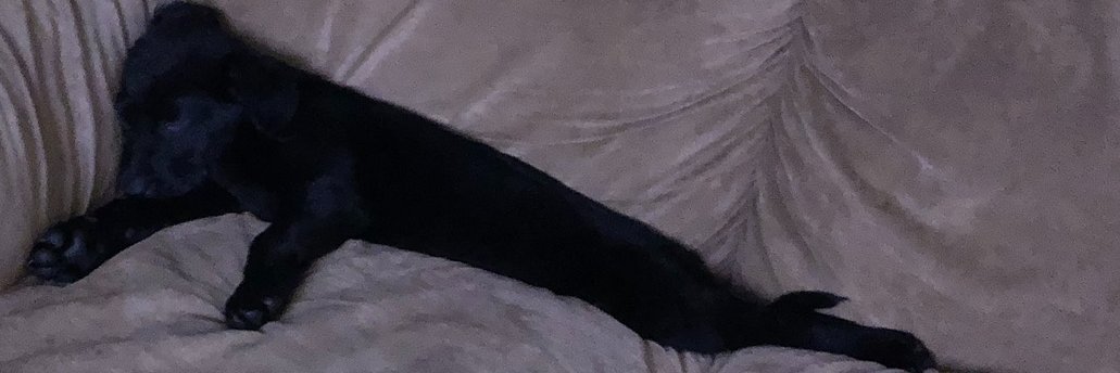 Grilz banner