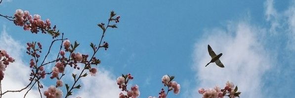 mochiheee's profile banner image