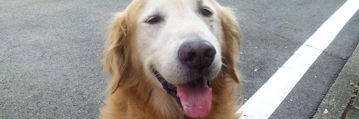 _denbo's profile banner image