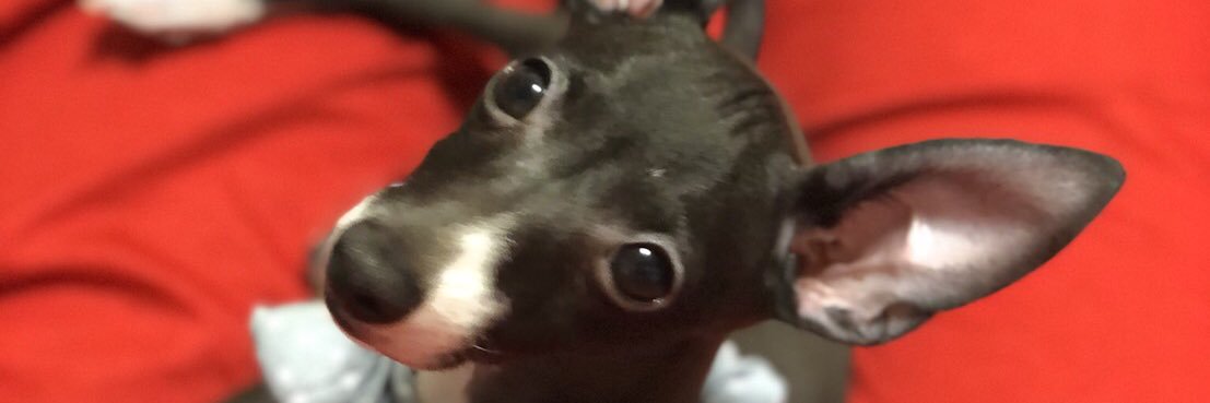 エディ / edy_choco_edy banner