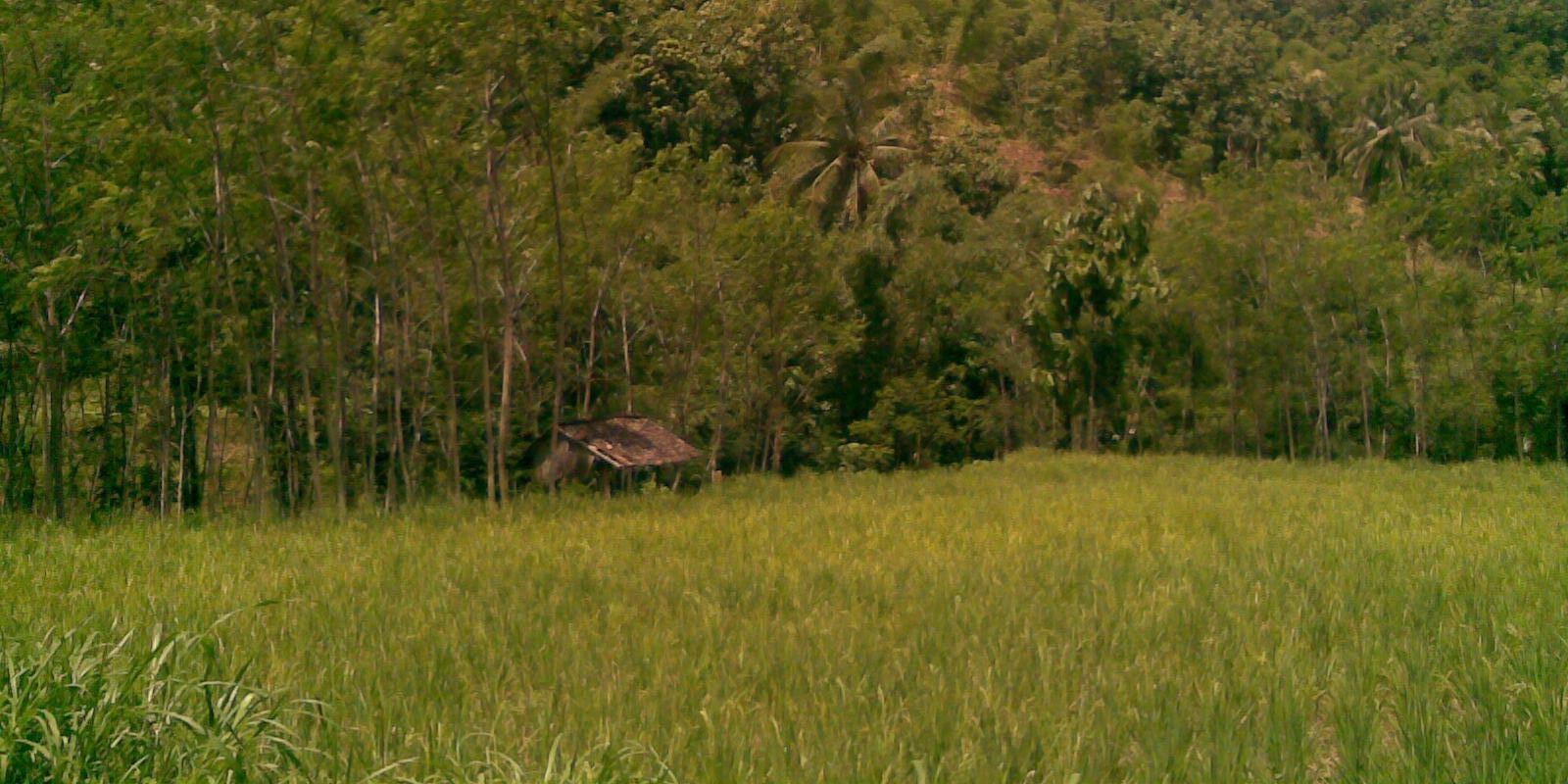 dibasaputro's profile banner image