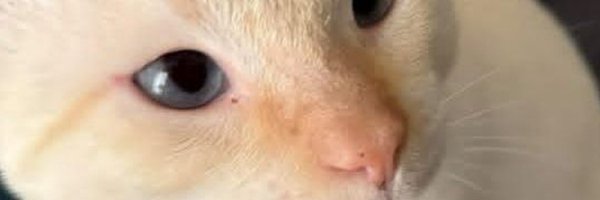 giaantv Profile Banner