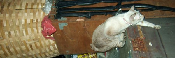 yohewitter Profile Banner