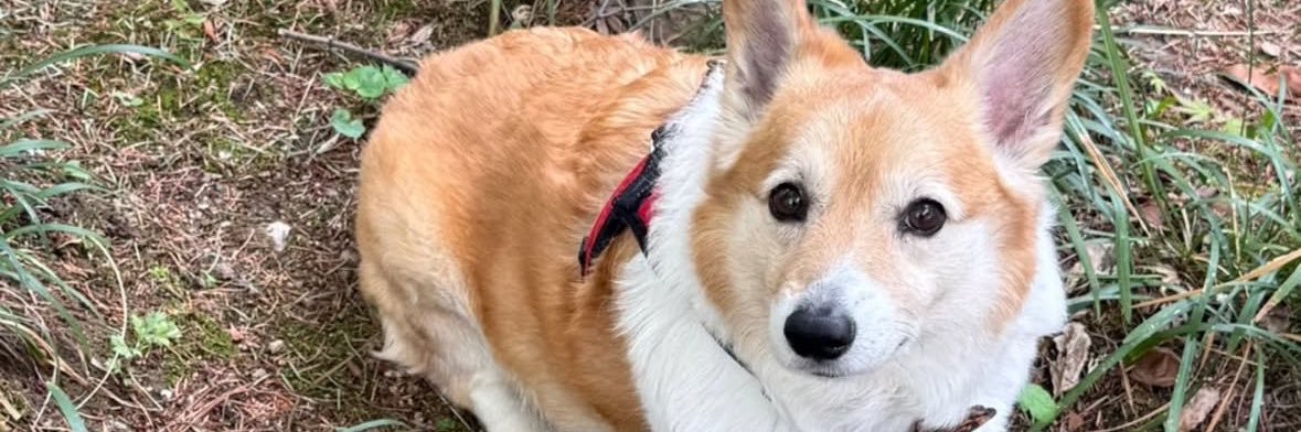PEAR🐢🐶 banner