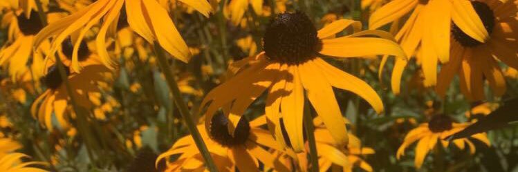 briannasolis901's profile banner image