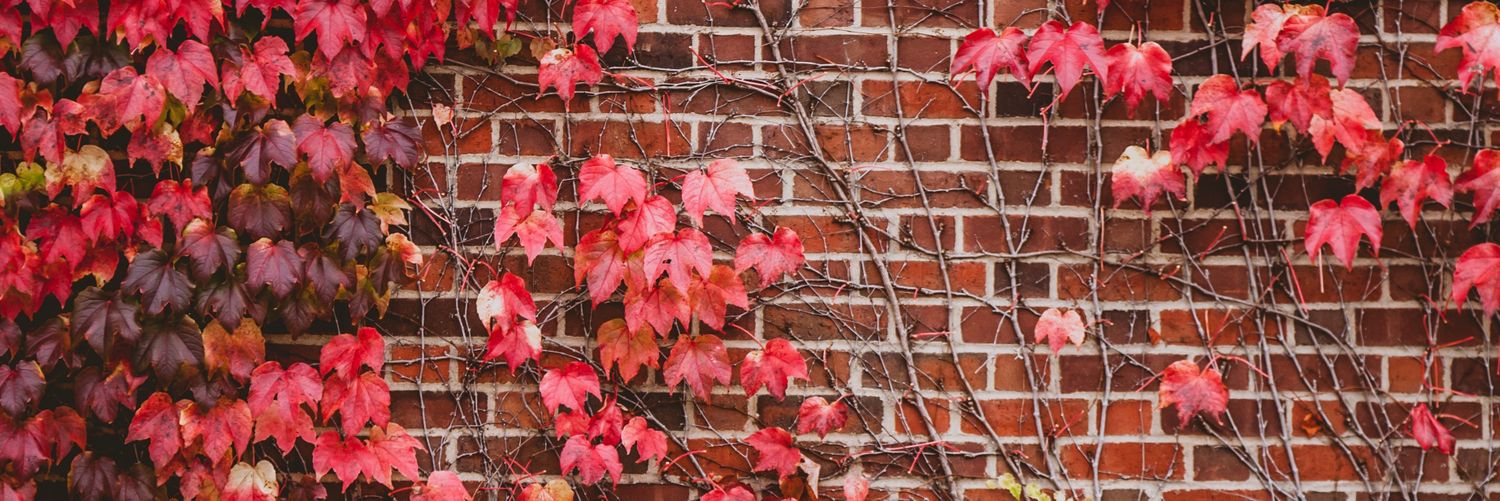WackoChoco's profile banner image