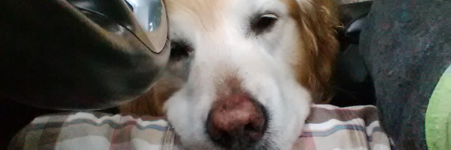 FozyDog's profile banner image