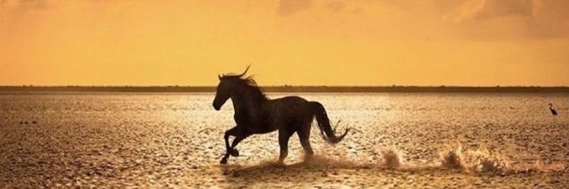 rogerterriquez's profile banner image