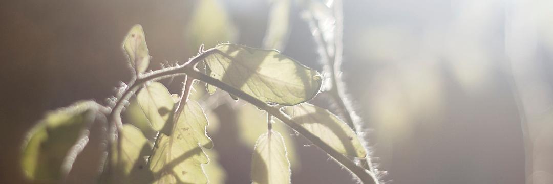 Cullen Bohannon banner