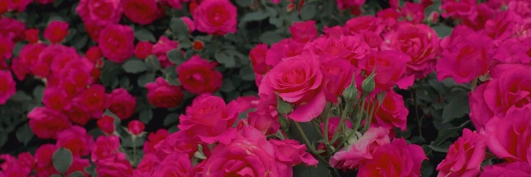Flor_Gavilan1's profile banner image