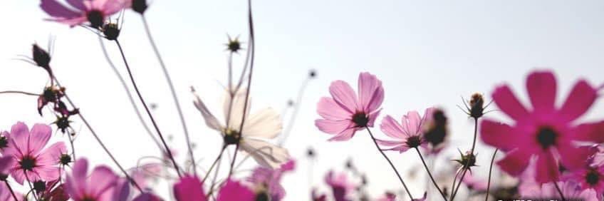 _ayat_ali's profile banner image