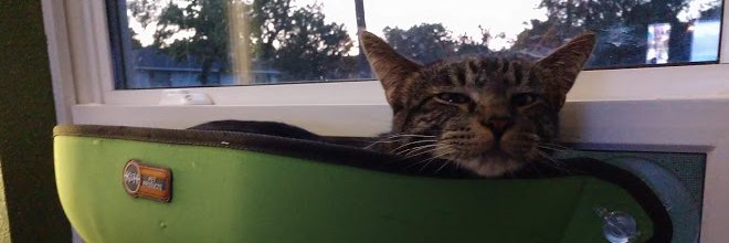 yngar's profile banner image