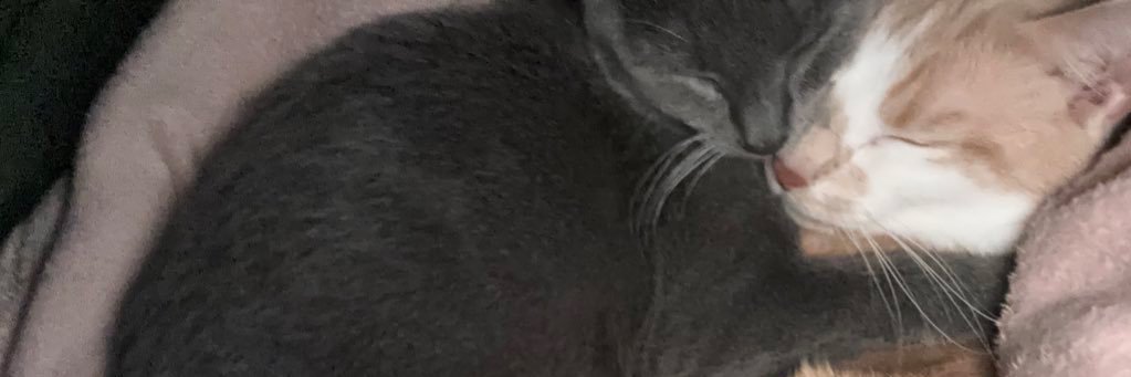 ari banner