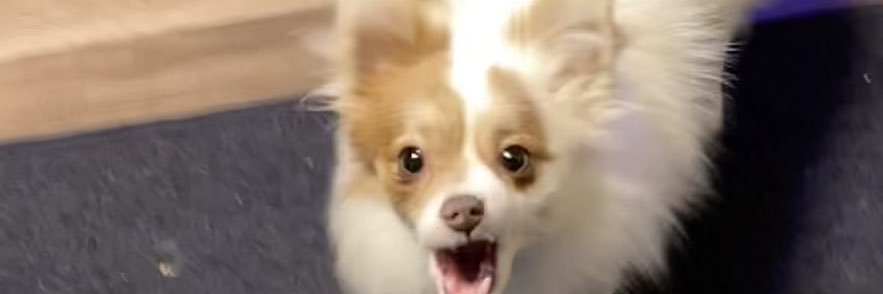 spencer banner