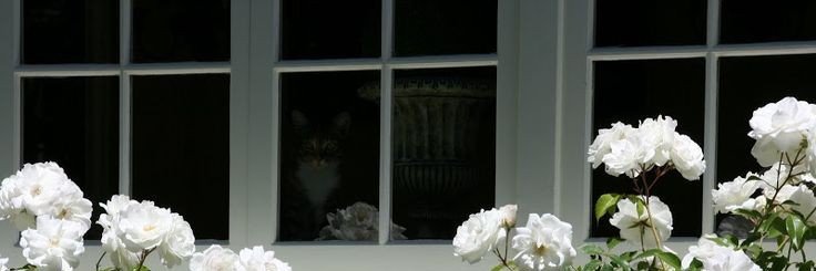 sandwichws's profile banner image