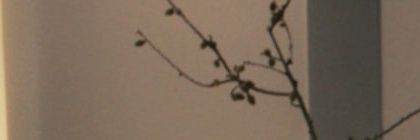 olivia mery banner