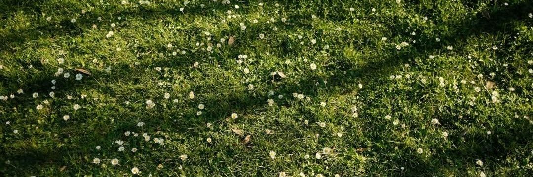 𖧧˙pporr ᵕ̈ banner