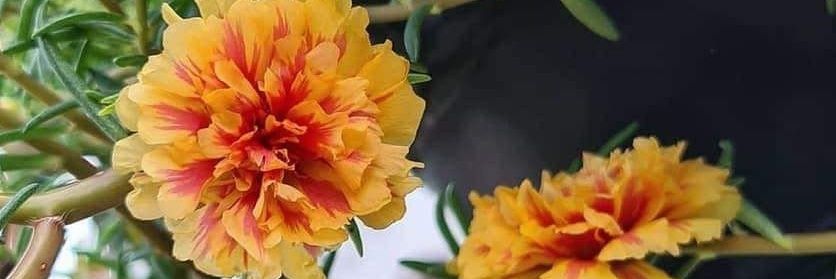 سارة banner