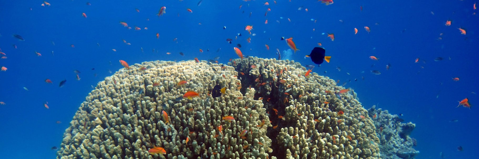 NHM Corals banner