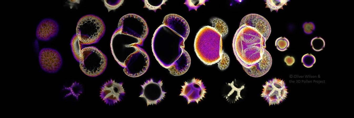 The 3D Pollen Project banner