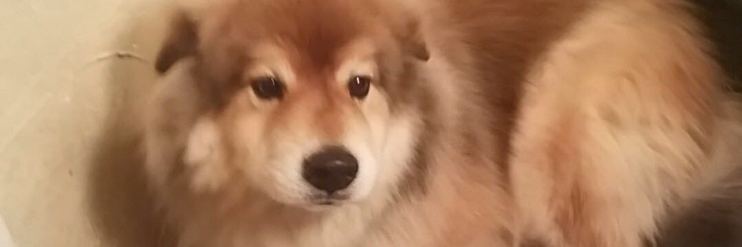 Dropoffster's profile banner image