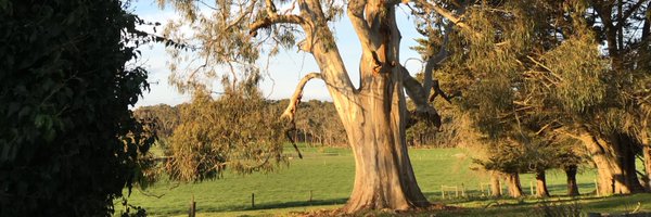 JaneaneDart Profile Banner