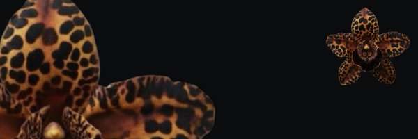 FL0RAMICA Profile Banner