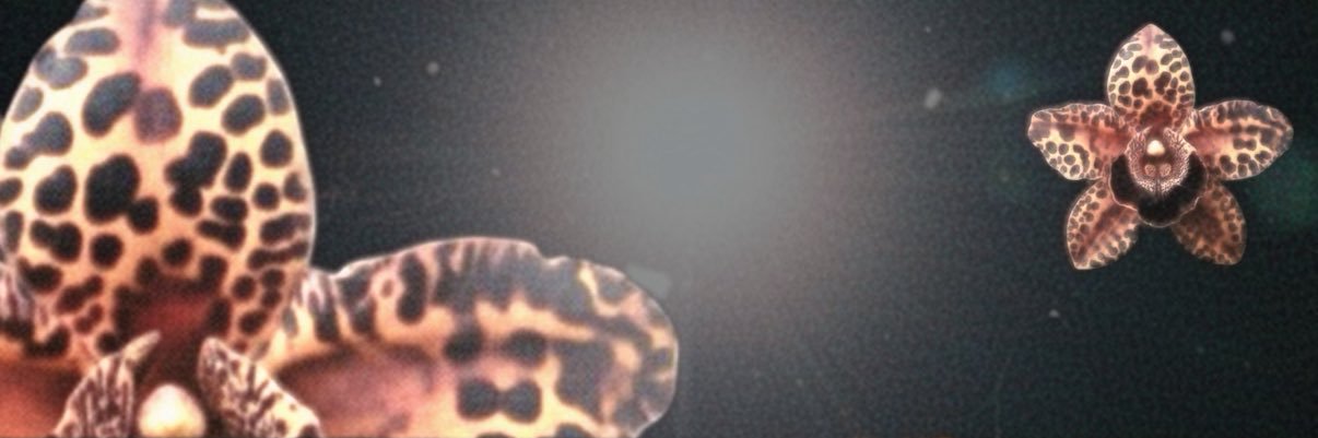 Don Vino Rigayoni ♑︎❍︎ banner