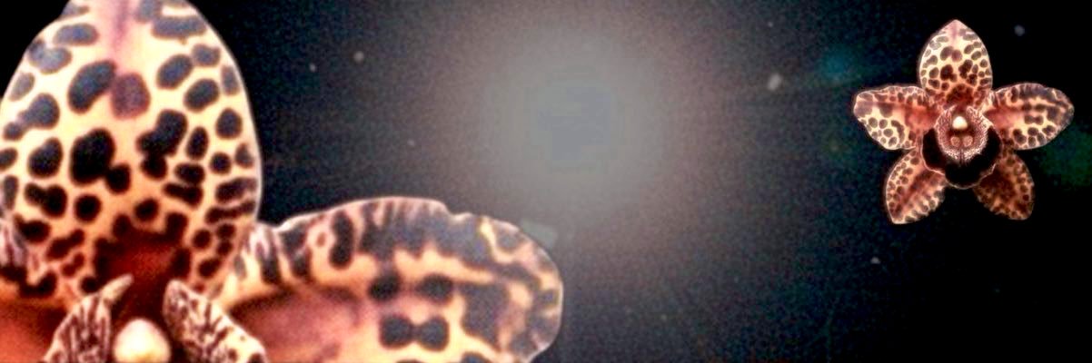 FL0RAMICA's profile banner image
