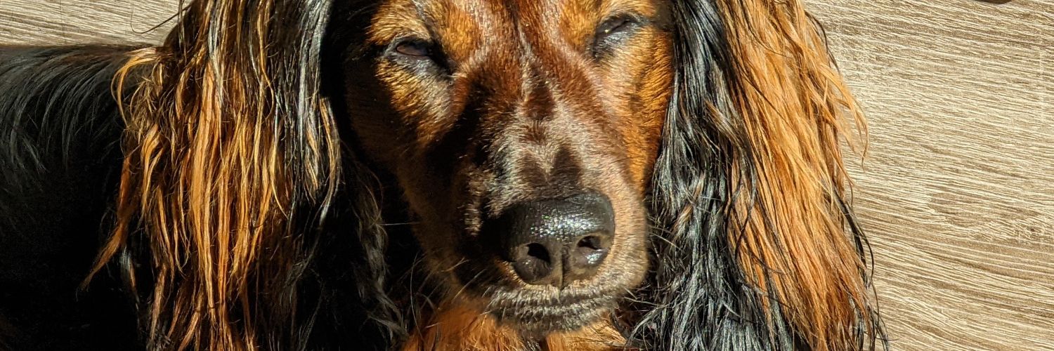 Webbanditten's profile banner image