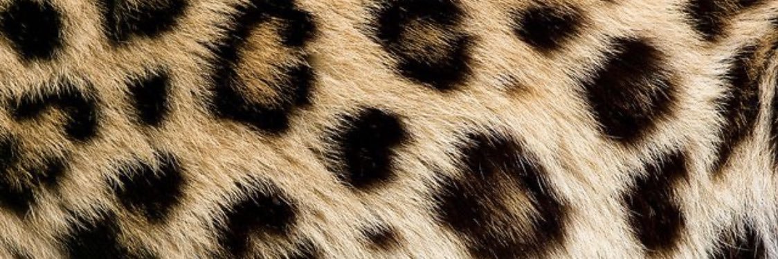 AlanaHLees's profile banner image