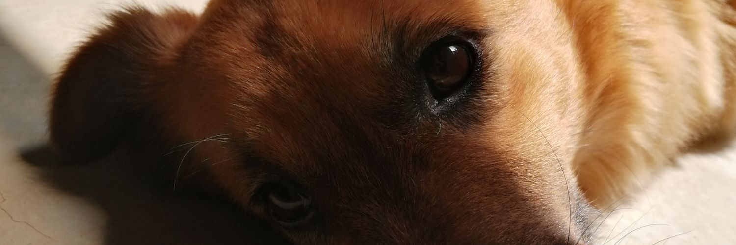 leito_leonardo's profile banner image