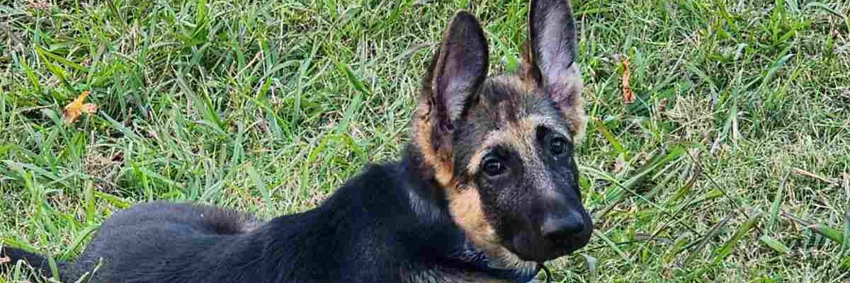 Mariō Michaēl banner