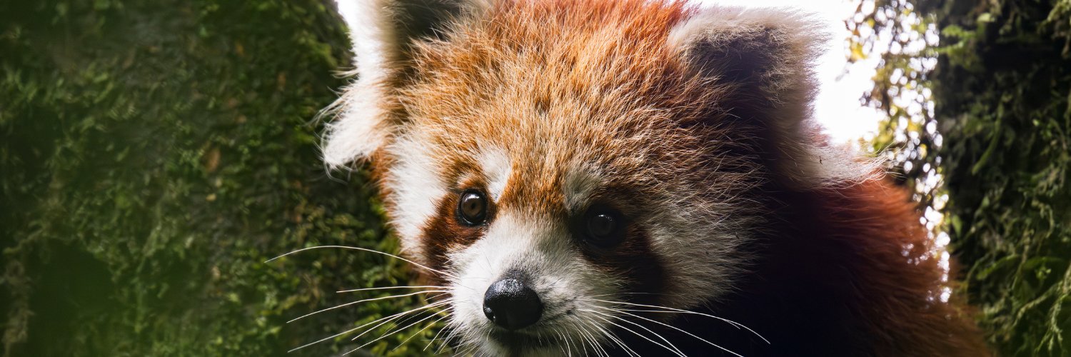 Red Panda Network's banner