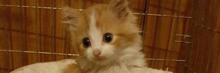 coppatopa's profile banner image