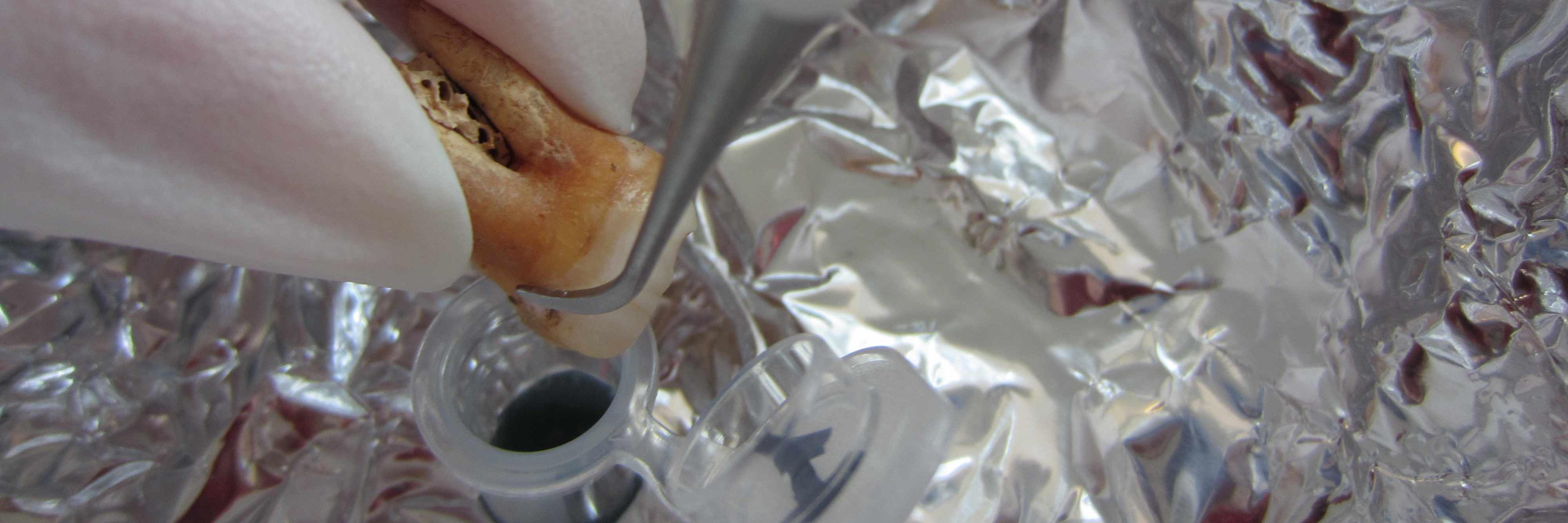 Christina Warinner banner