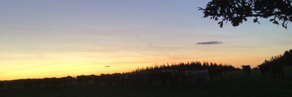 Flook666 Profile Banner