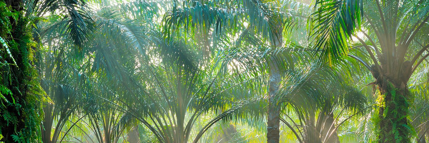 Palm Oil Monitor's banner