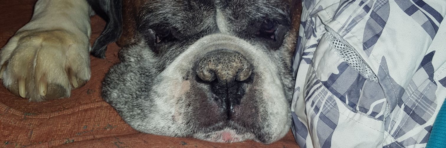 Lou Buckle (she/her) 💙💙💙 banner