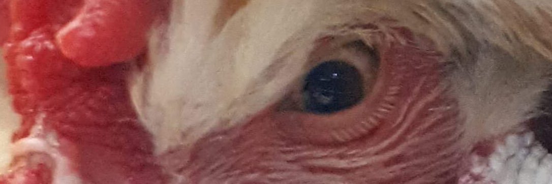 RossKo10's profile banner image
