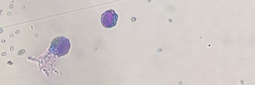 Jorge 🧬🔬 banner