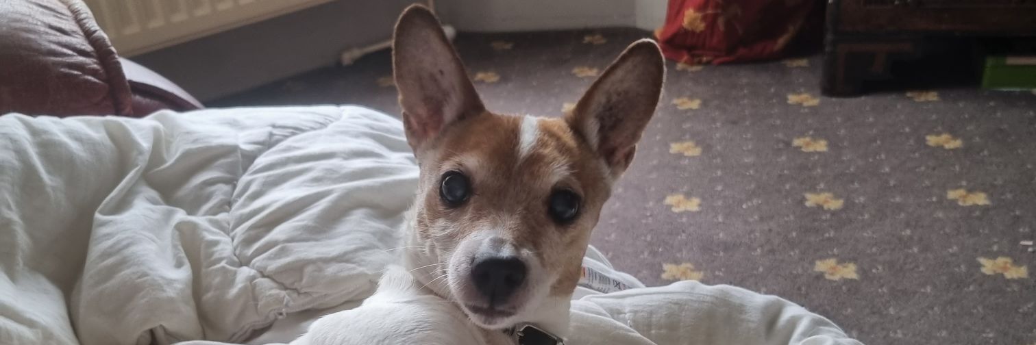 A Rather Dapper Looking Crocodile banner